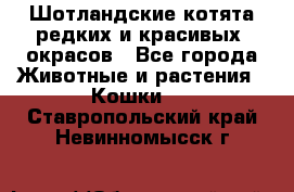 Шотландские котята редких и красивых  окрасов - Все города Животные и растения » Кошки   . Ставропольский край,Невинномысск г.